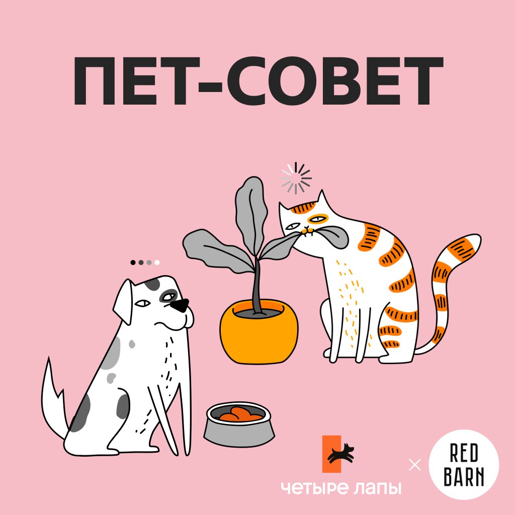 Обложка подкаста «Пет-совет»