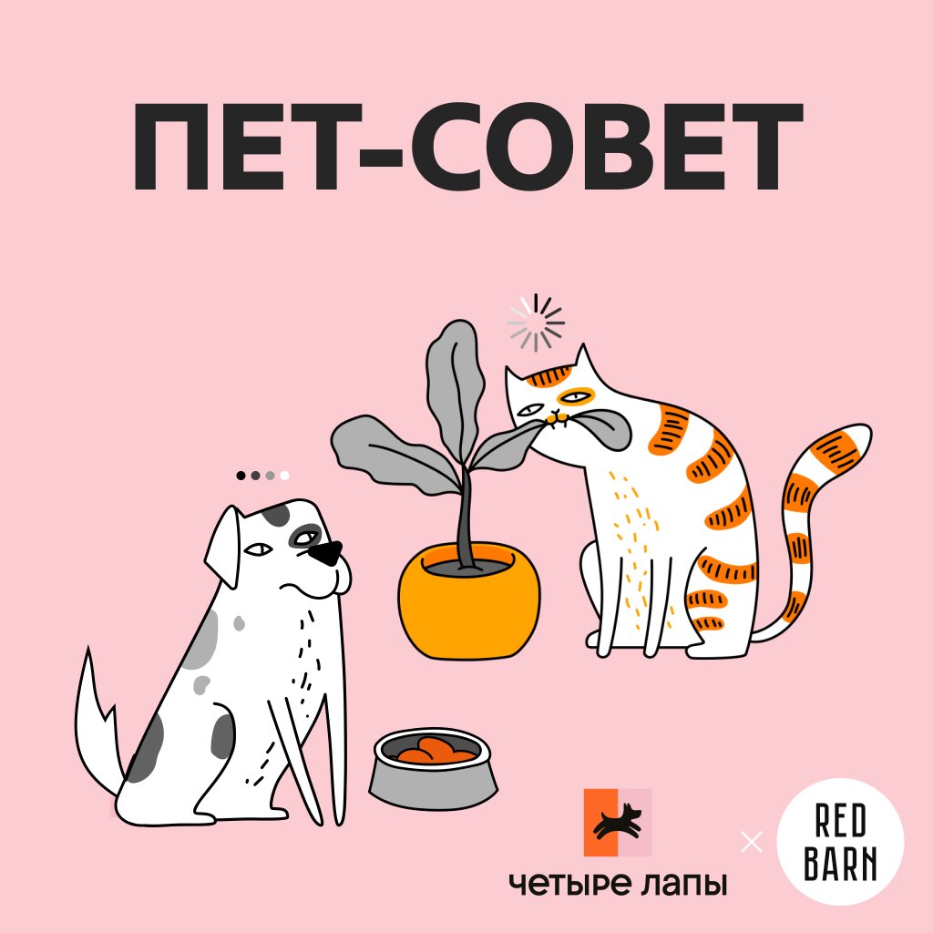Обложка подкаста «Пет-совет»