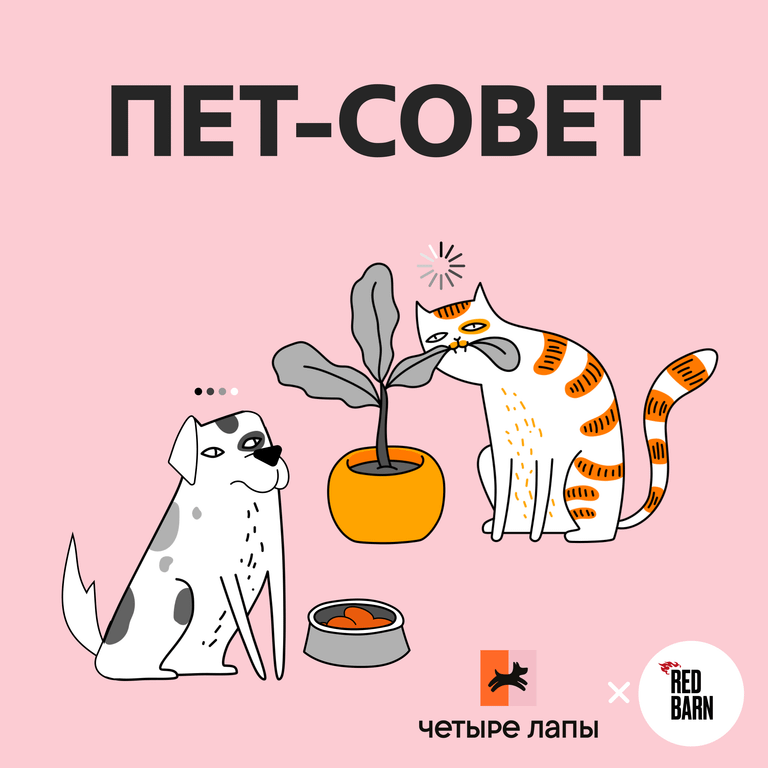 Обложка подкаста «Пет-совет»