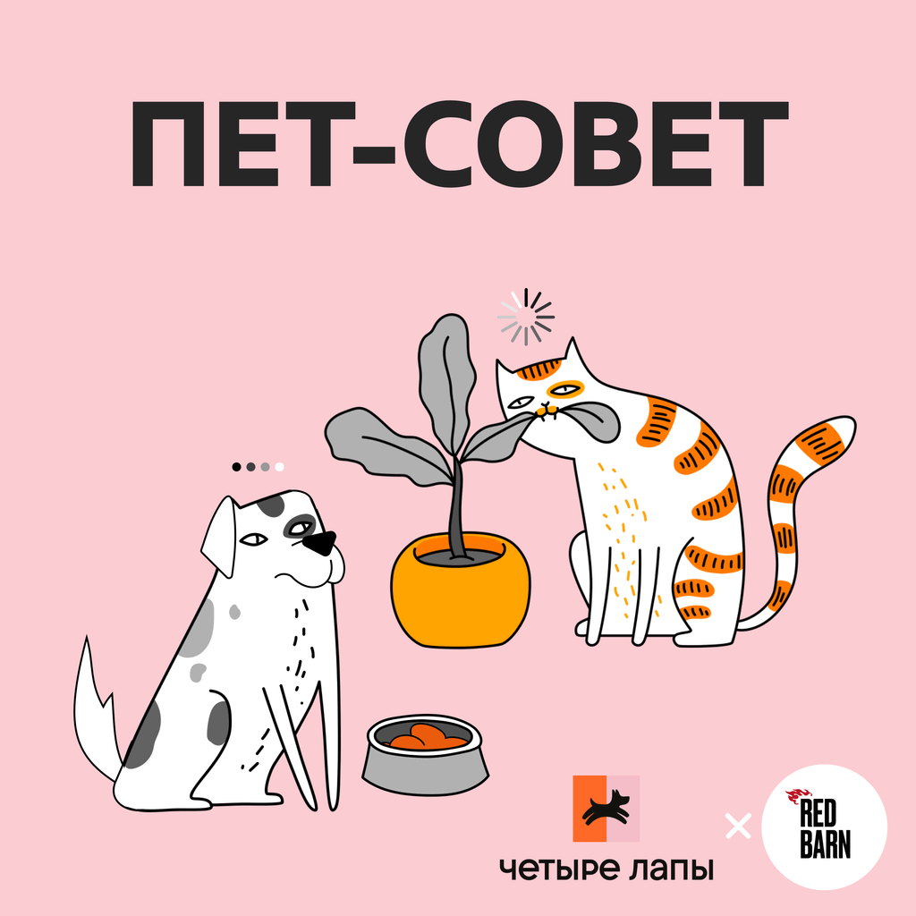 Обложка подкаста «Пет-совет»